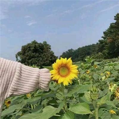 happykuzutopia游戏下载